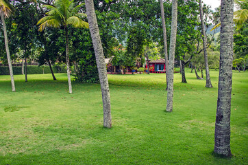 Fresh clean lawn among the trees in Brazil