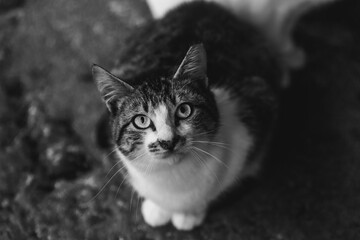 black and white cat portrait