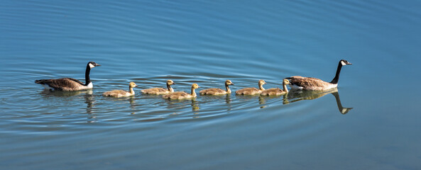 Family of Canada Geese in Pond