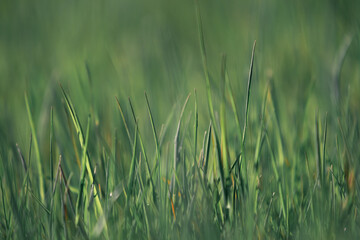 Obraz premium Blades of Green Grass