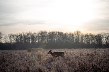White-Tailed Deer walking in meadow under morning sunlight