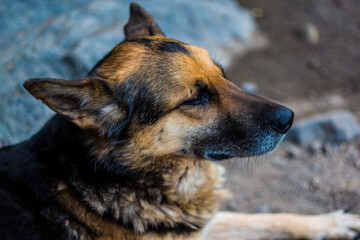 perrito vigilante