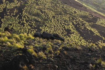 flora and fauna in vulcanic island Sao Miguel island Portugal greens 