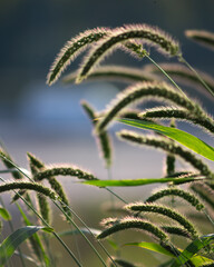 Tall Grasses