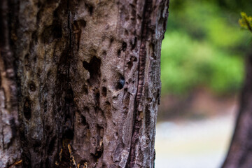 Obraz premium tronco con huecos