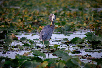 Great Blue Heron Grooming Itself in Marsh
