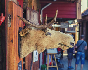 Stuffed head of the moose in Norway