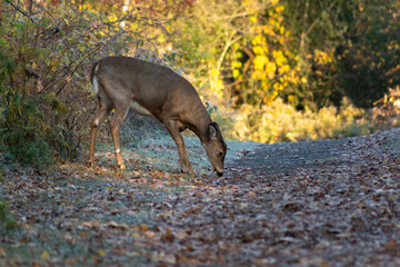 White-Tailed Deer Grazing by Trail