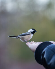 Chickadee on Person's Hand