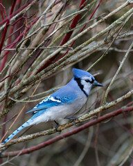 Bluejay Sitting in Branches