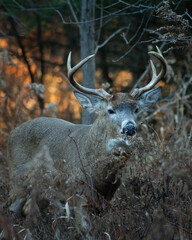 White-Tailed Deer in the Woods