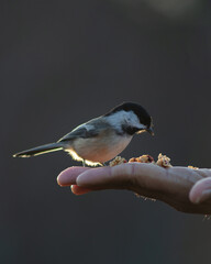 Chickadee on Person's Hand