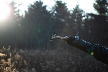Pair of Chickadees on Person's Hand