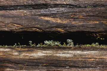 Plants growing between the wood of a boardwalk