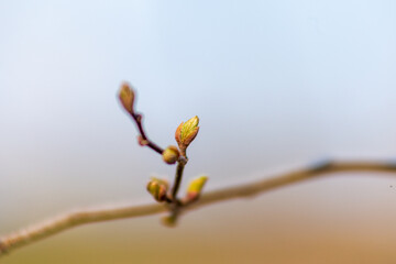 Spring Buds