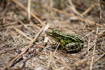 Leopard Frog