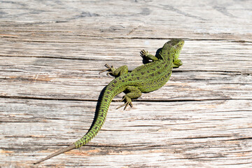 Fototapeta premium Lacerta agilis. One green lizard on a wooden surface.