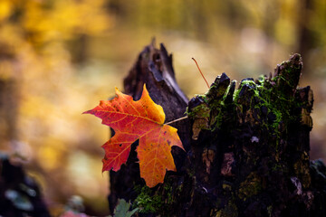 Maple Leaf in Tree Stump