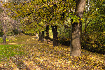 Parco in autunno a Novara, Italia