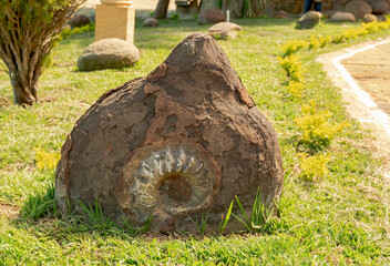 Fossil found in the mountains of Guanes, Santander  © Luz