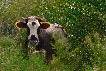Close-up of a red-white cow on a meadow. Bull as a symbol of the New Year and Christmas 2021.Happy New Year concept