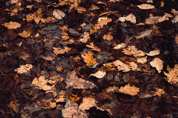 Orange autumn leaves in a puddle