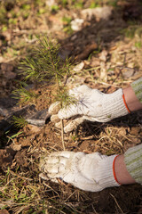 Hands in gloves planting little small young pine tree in soil in spring, autumn