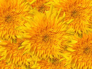 Yellow flower, sunflower - background abstraction, isolate
