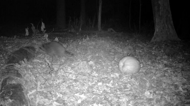 wild raccon with pumpkin in forest at night