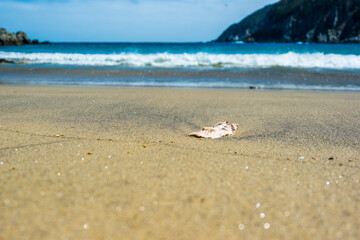 Concha en la playa