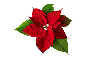 Poinsettia Christmas Eve flower isolated on white