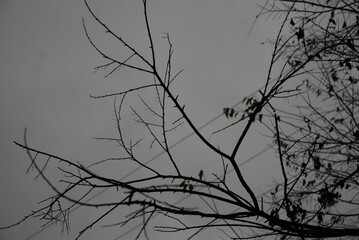 overcast silhouette of an autumn elm