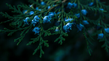 Dark green background, dark tidewater green tones. Abstract vegetable background.
