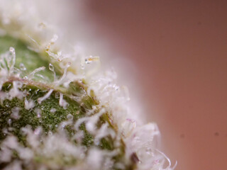 Super macro on cannabis buds, close up trichomes