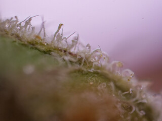 Super macro on cannabis buds, close up trichomes
