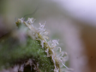 Super macro on cannabis buds, close up trichomes