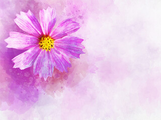 Watercolor painting of pink cosmos flower - in Latin Cosmos Bipinnatus. Letter head or greeting card