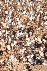Arizona cotton field, cotton, bolls, plants, agriculture, farming, 