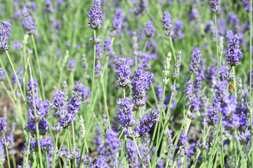 Selective focus on lavender purple flower in summer.