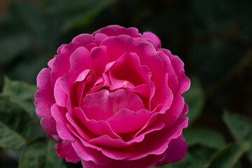 pink rose