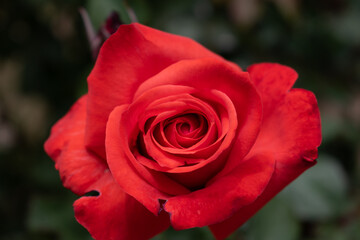 single red rose