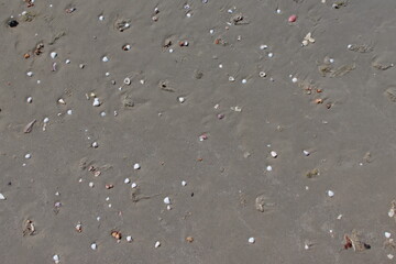 small sunlit shells scattered over the damp sand.