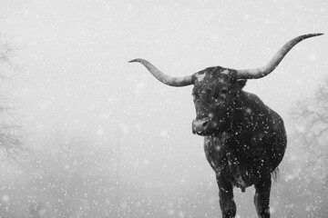 Texas longhorn cow through winter snow in black and white for horizontal farm banner with copy...