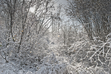 trees and branches covered with snow in winter.winter background