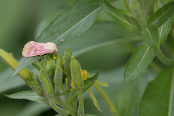 primrose  moth on evening primrose
