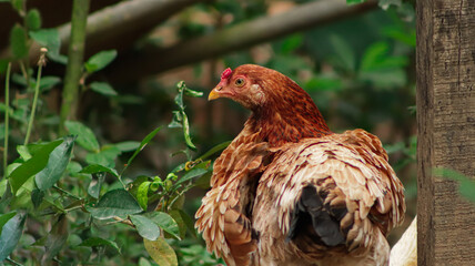 chicken