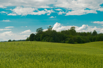 Fototapeta na wymiar green field against blue sky