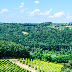 Fototapeta na wymiar Beautiful vineyard in Tuscan countryside near Florence, cloudy sky. Italy.