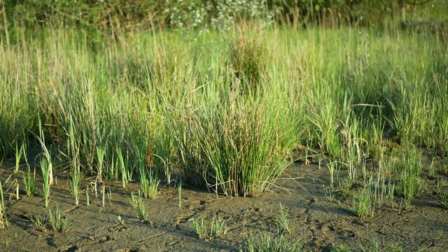 Drought wetland, swamp clay rushes Juncus drying up cracked soil crust earth climate change, environmental disaster and earth cracks, death for plants tree wood, soil dry degradation pond lake