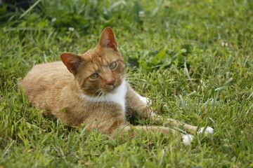 Acercamiento gato rojo en campo